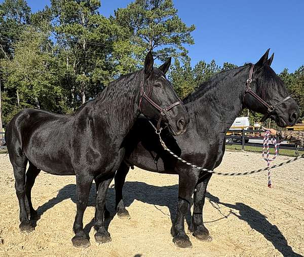 black-percheron-gelding