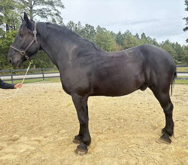 black-percheron-gelding