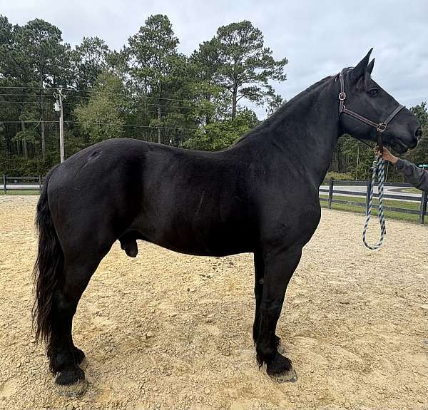 black-percheron-gelding