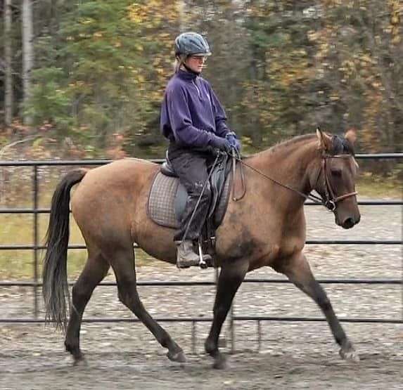 qh-azteca-horse