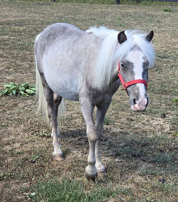 3-year-old-pony