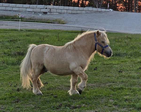 12-year-old-pony