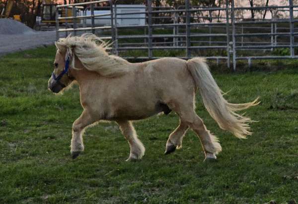 and-draft-gelding