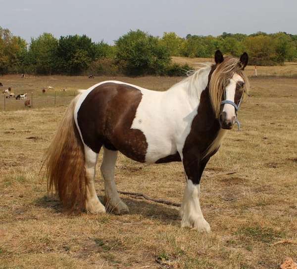 silver-dapple-tobiano-horse