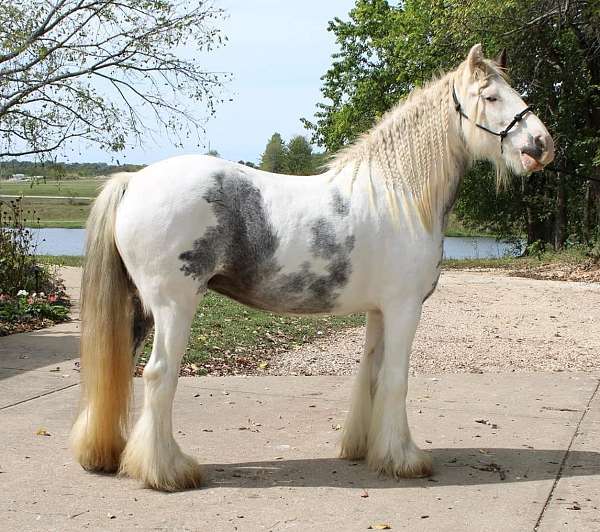 sabino-tobiano-horse