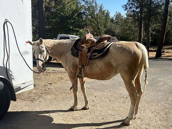 quarter-horse-gelding