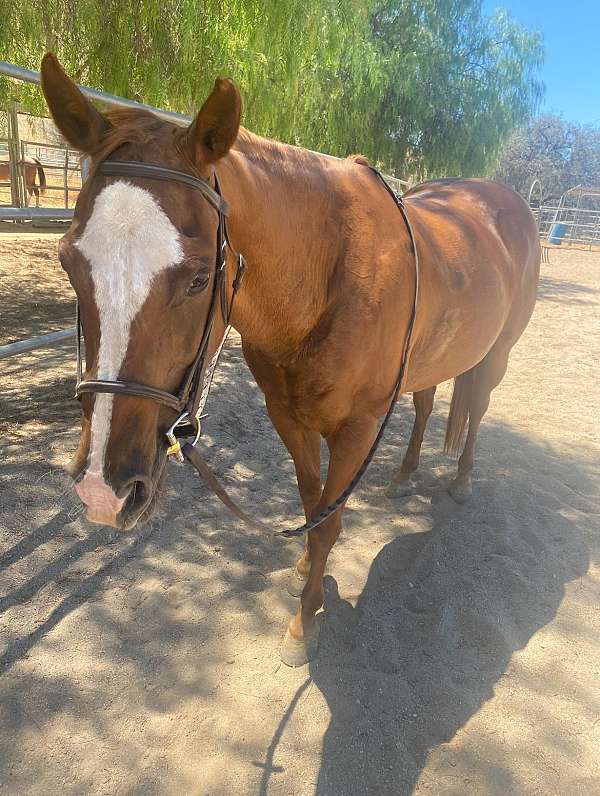 quarter-horse-gelding