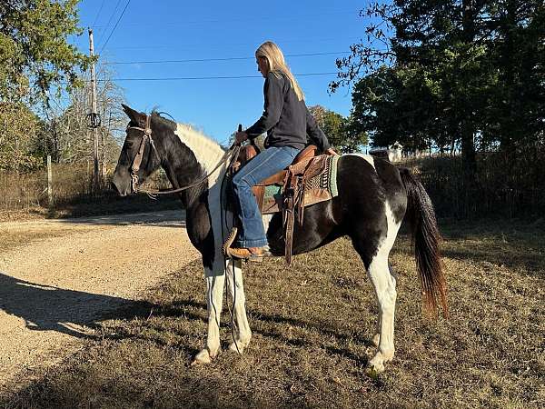 flashy-missouri-fox-trotter-horse