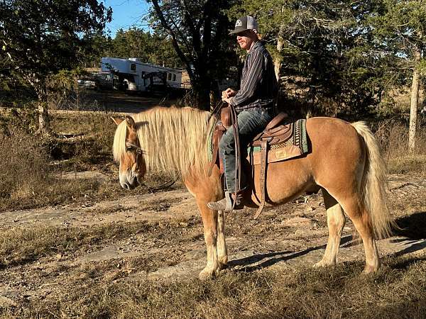 driving-haflinger-horse