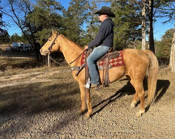 flashy-tennessee-walking-horse