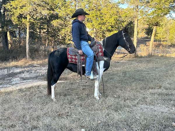 flashy-missouri-fox-trotter-horse