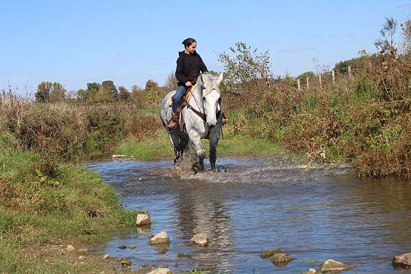 driving-draft-horse