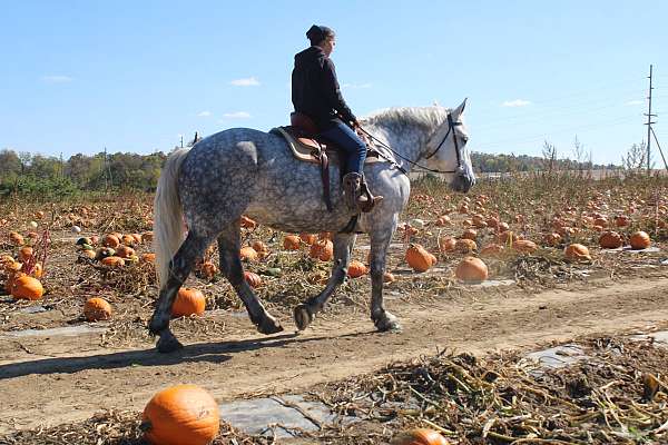 husband-safe-draft-horse