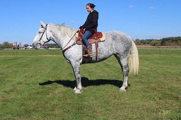 all-around-draft-horse