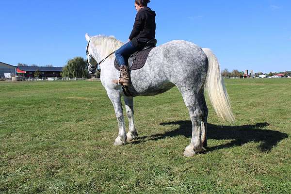 trail-draft-horse