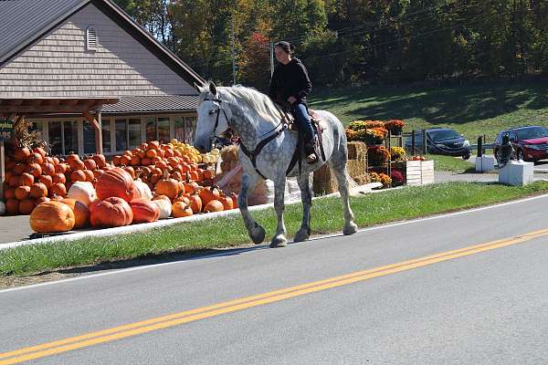 mounted-patrol-draft-horse