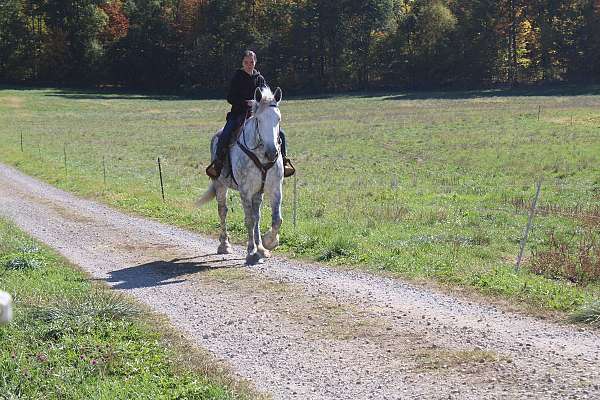 pleasure-driving-draft-horse