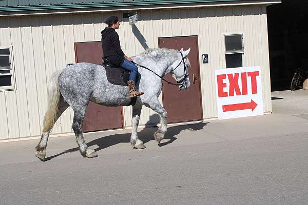 trail-riding-draft-horse