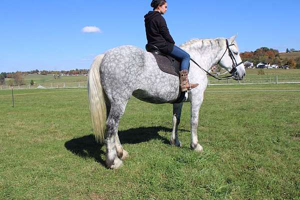 team-driving-draft-horse