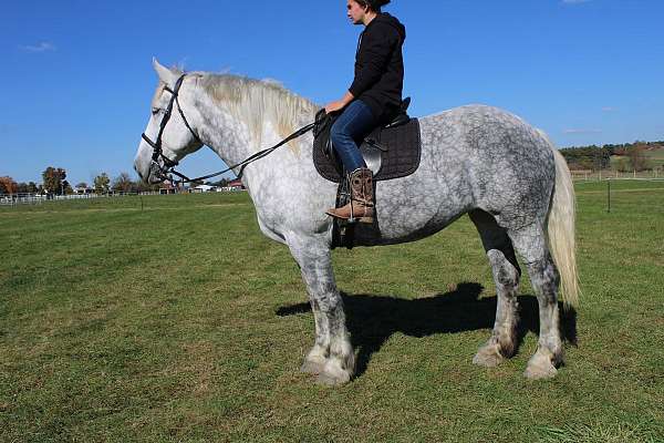 parade-draft-horse