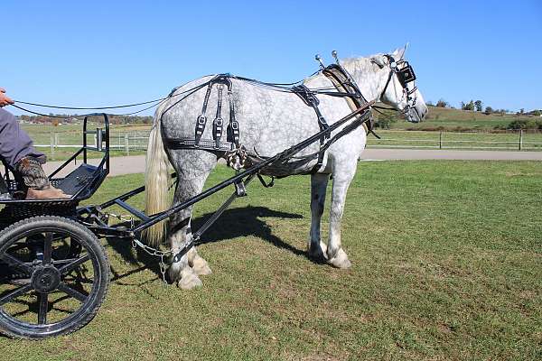 western-pleasure-draft-horse