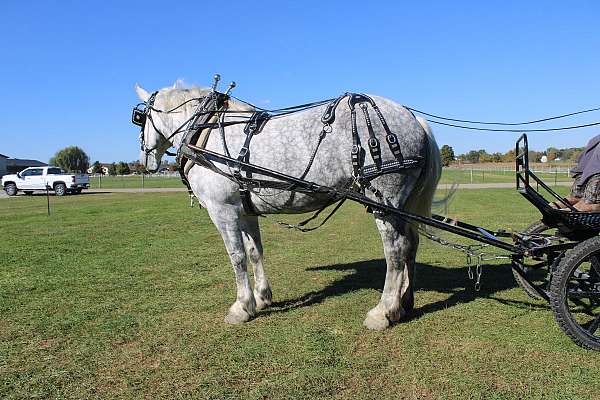 western-riding-draft-horse