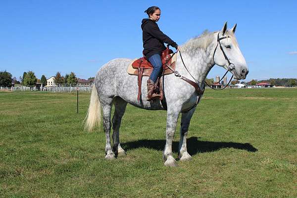 pleasure-driving-draft-horse