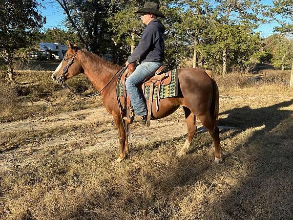 flashy-quarter-horse