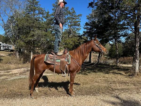 husband-safe-quarter-horse