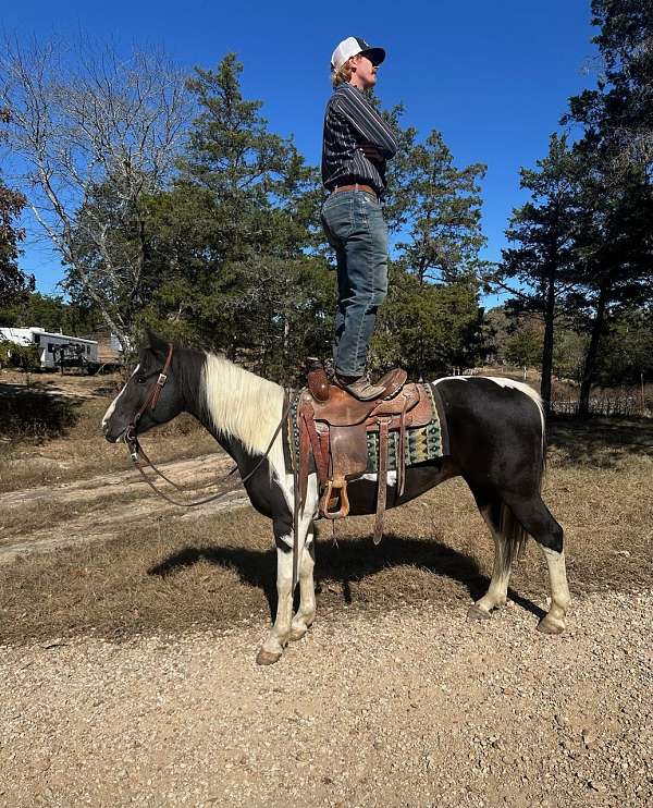 black-white-draft-paint-gelding