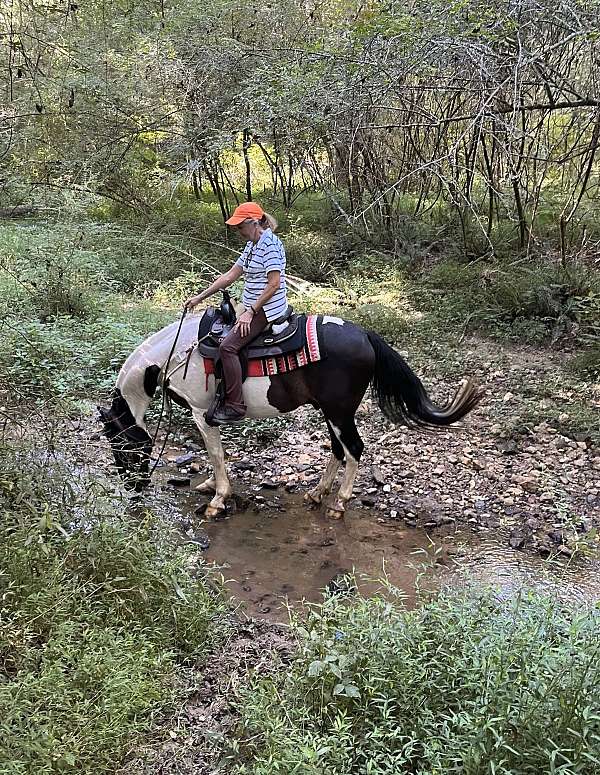 beginner-spotted-saddle-horse