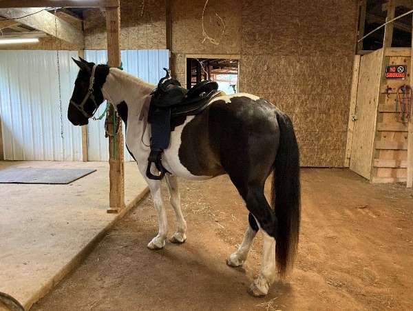 gaited-spotted-saddle-horse