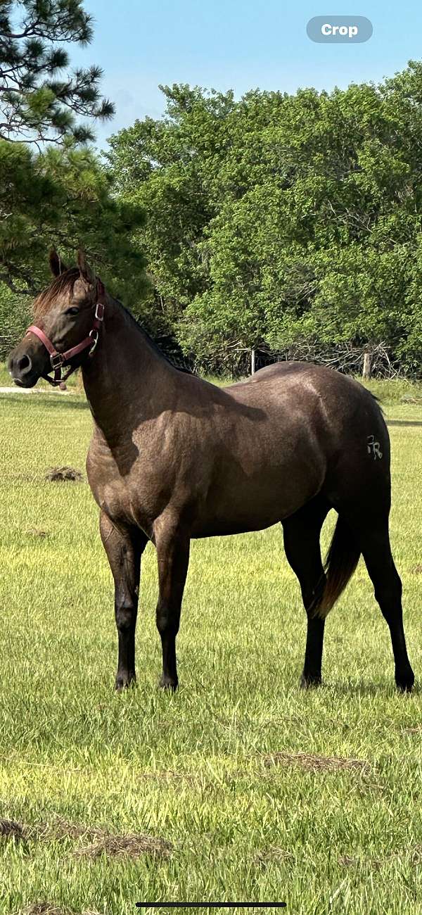 grey-solid-brown-changing-colors-already-horse