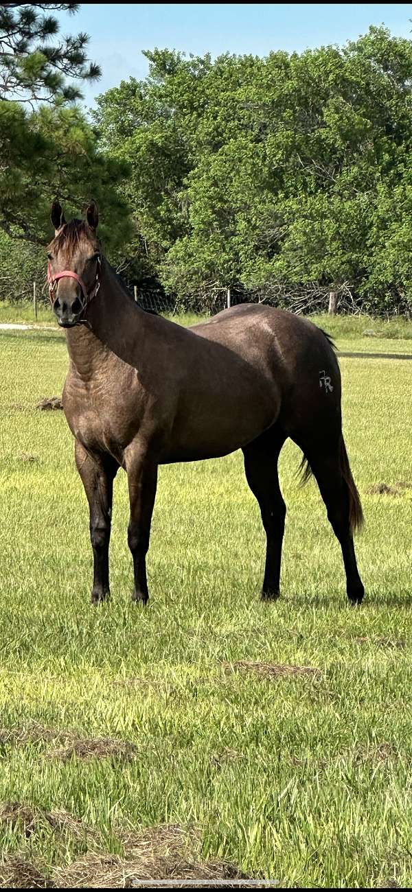 solid-brown-changing-colors-already-horse