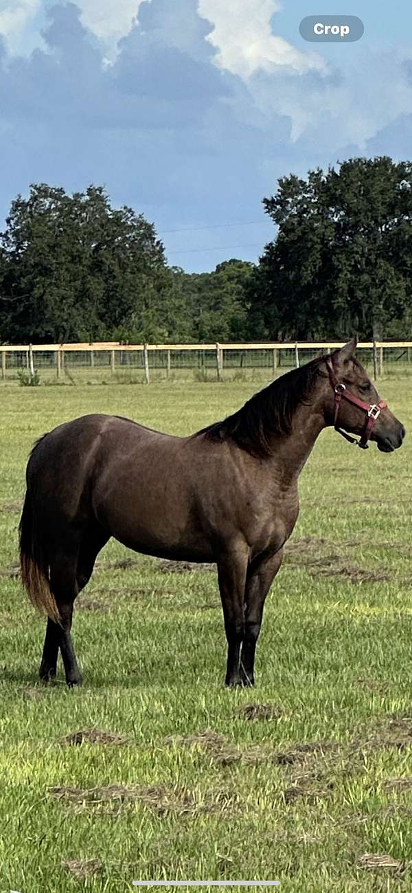 all-around-quarter-horse