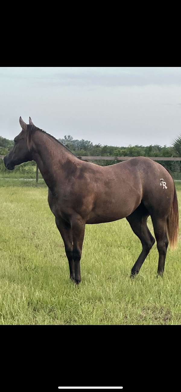 barrel-quarter-horse