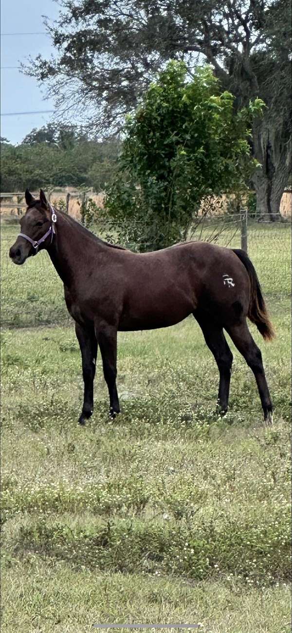 cowboy-mounted-shooting-quarter-horse