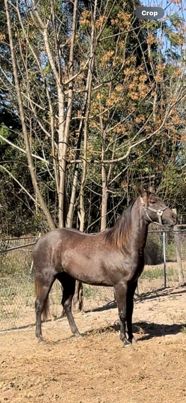 calf-roping-quarter-horse