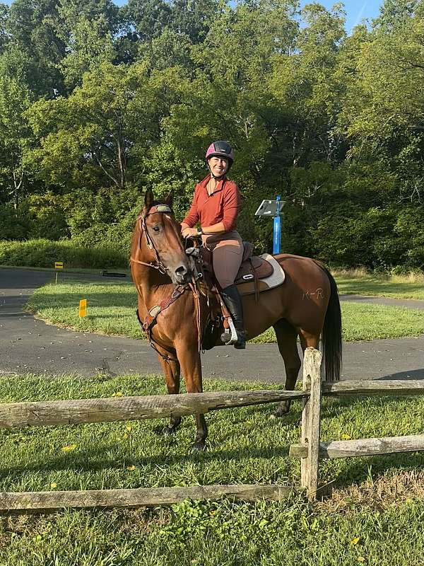 bay-quarter-horse-gelding