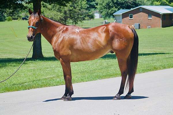 15-hand-quarter-horse-gelding