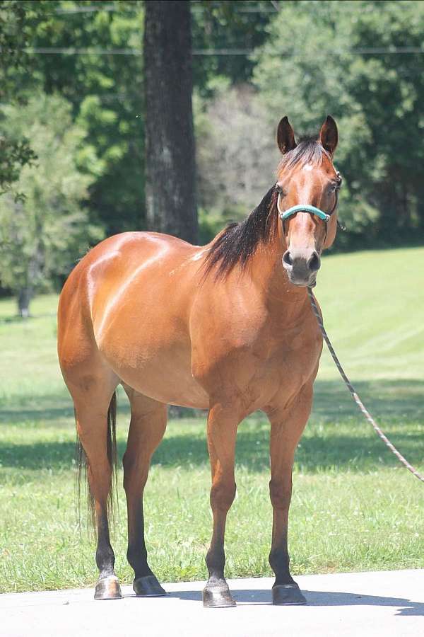 bay-quarter-horse-for-sale