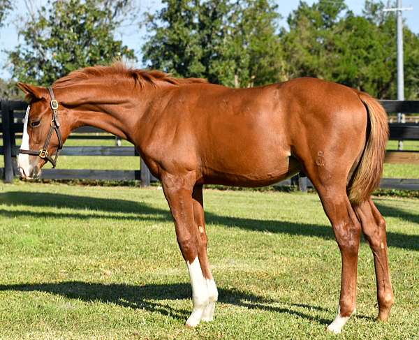 chestnut-isr-colt