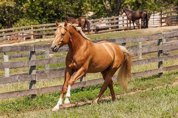 equitation-oldenburg-horse