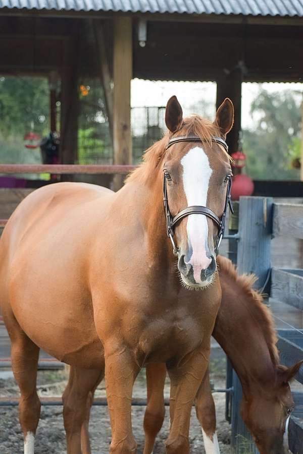 eventing-oldenburg-horse