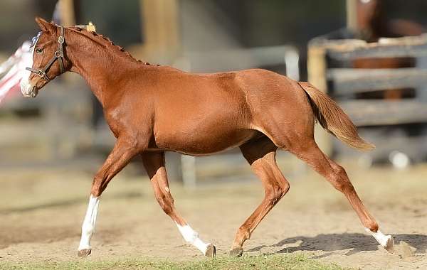 allbreedpedigree-oldenburg-horse