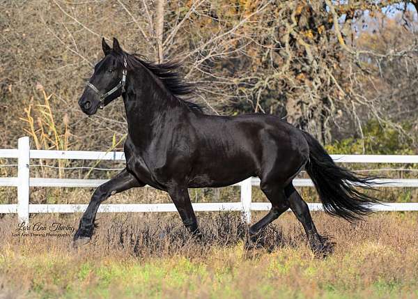 hessel-480-friesian-horse