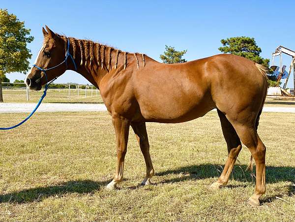 athletic-quarter-horse