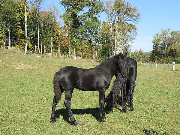 black-friesian-filly