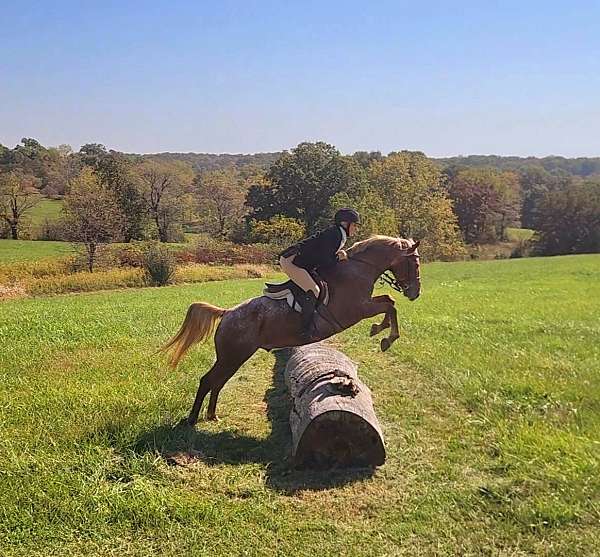 dressage-pony-poa-horse