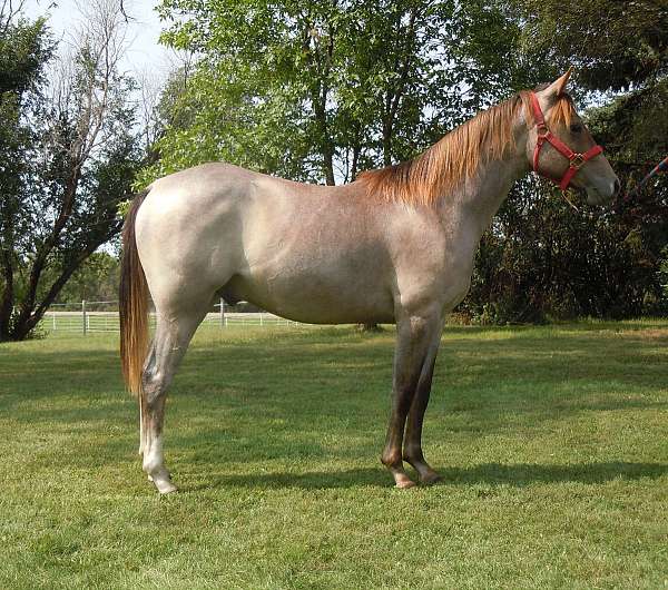 roan-quarter-horse